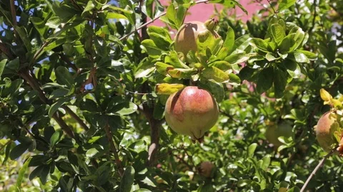 Growing green pomegranate on the tree Video stock 116736033