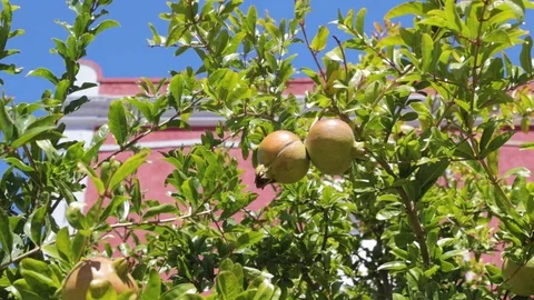 Growing green pomegranate on the tree Video stock 116736103