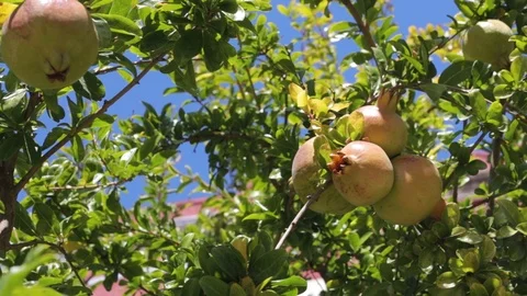 Growing green pomegranate on the tree Video stock 116736201