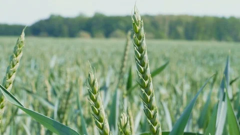 Growing green soft wheat on field at spring day, agriculture Stock Footage 108922635