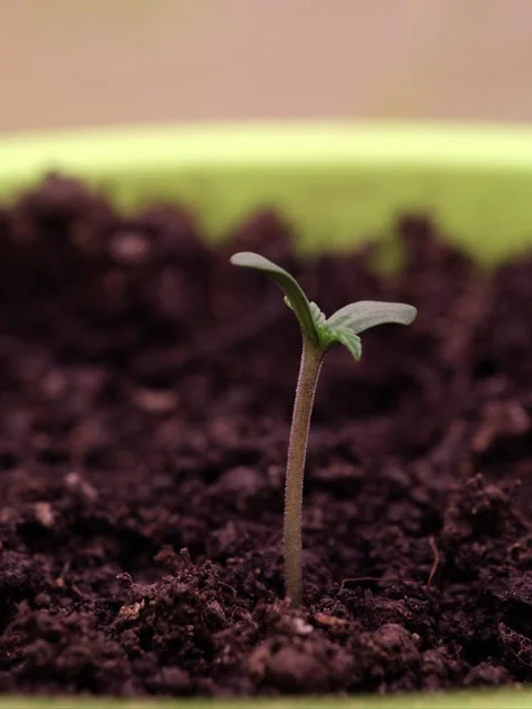 Growing green sprout in time lapse. Rapid growth of green plants Stock Footage 233726628