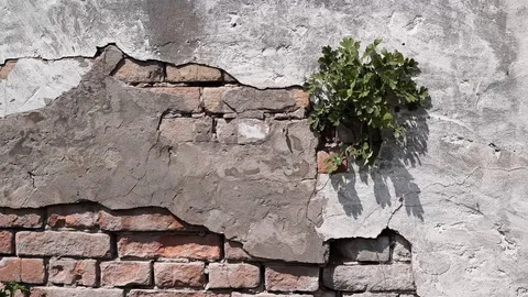 Growing green tree on old brick texture background Stock Footage 128599113
