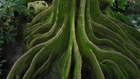 Growing green tree roots at the ground Stockbeeldmateriaal 138986148
