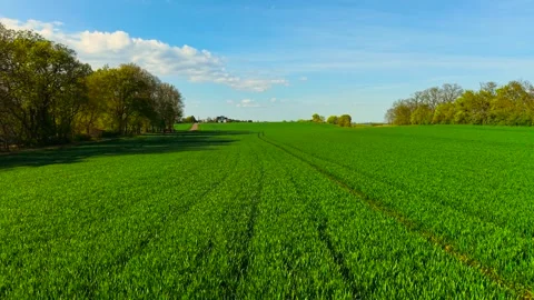 Growing green wheat field under blue sky. Spreading healthy cereal plants across Stock Footage 311319736