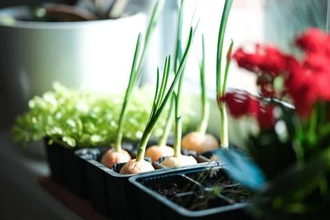 Growing greenery on the windowsill Stock Photos