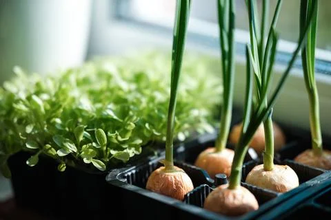 Growing greenery on the windowsill Stock Photos