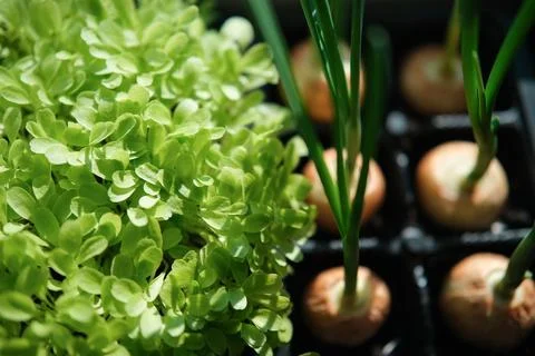Growing greenery on the windowsill Stock Photos