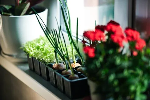 Growing greenery on the windowsill Stock Photos