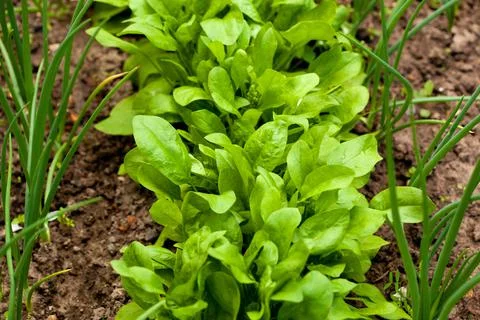 Growing greens on vegetable bed in spring garden. Assorted ingredients for ve Stock Photos
