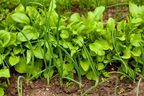 Growing greens on vegetable bed in spring garden. Assorted ingredients for ve Stock Photos
