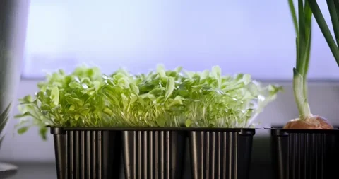 Growing greens on the windowsill Vídeo Stock 319024602