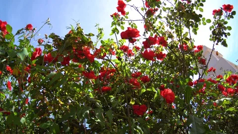 A growing group of cling roses know as blaze rose also don Juan rose also as Stock Footage 129904577