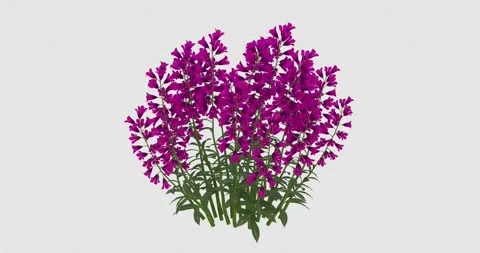 Growing Harebell Flowers-Front 動画素材 189597349