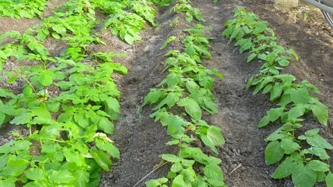 Growing haricot in greenhouse Stock Footage 76238074