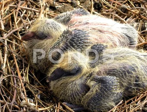 The growing up hatchlings. Stock Photos