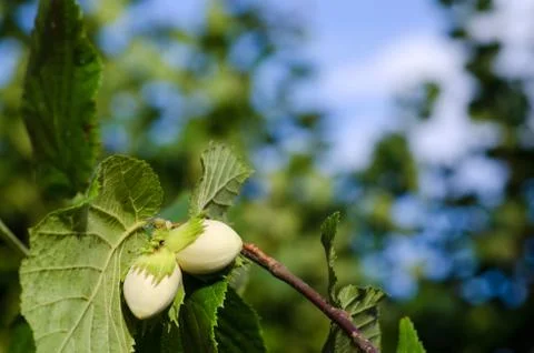 Growing hazel nuts Stock Photos