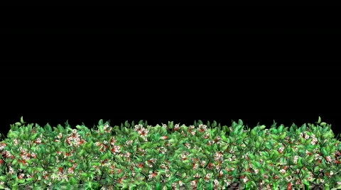 Growing Hedge (HD1080) Видео 487391