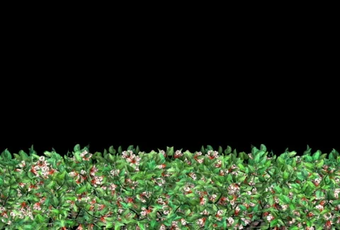 Growing Hedge (NTSC) Видео 487423