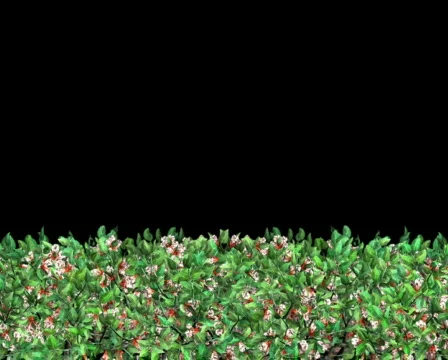 Growing Hedge (PAL) Видео 487422