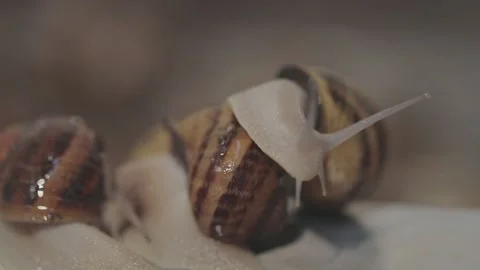 Growing Helix Aspersa Maxima. Snail close-up. Snail farm. Stock Footage 157103763