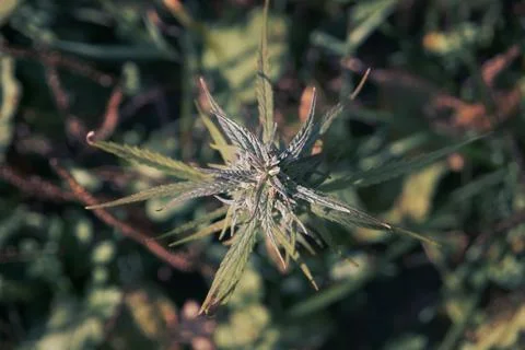 Growing hemp close-up, technical hemp for production. Soft selective selecti Stock Photos