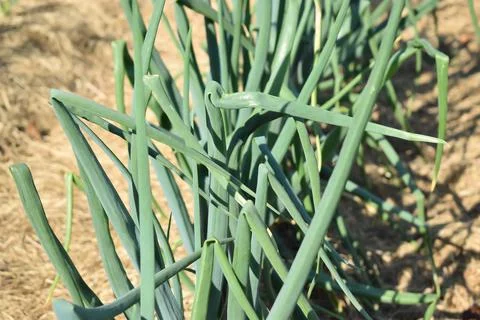 Growing herbs, spring onion rows. Healthy fresh food. Stockfoto's