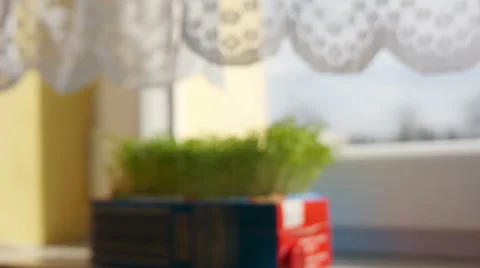 Growing Herbs on the Window Sill Stock Footage 47953569