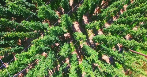 Growing hops on field Stock Footage 109594425
