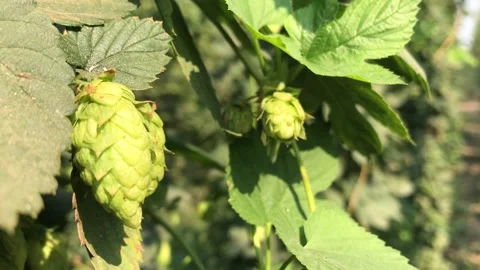 Growing hops Stock Footage 160084541