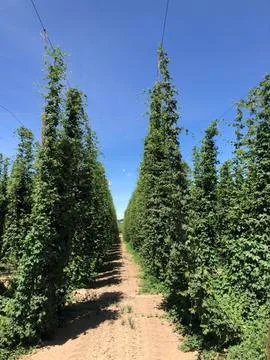 Growing Hops Stock Photos