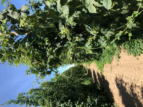 Growing Hops Stock Photos