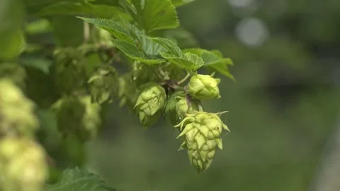 Growing hops in a verdant garden setting during a sunny afternoon 库存影片 301744312