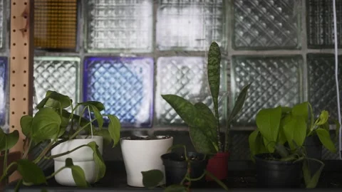 Growing house plants in different pots in the living room. Hobby botany Stock Footage 172136858