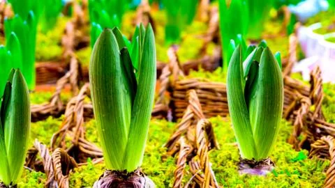Growing hyacinth Stock Photos