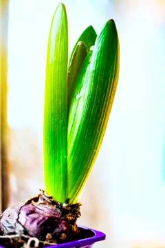 Growing hyacinth Stock Photos