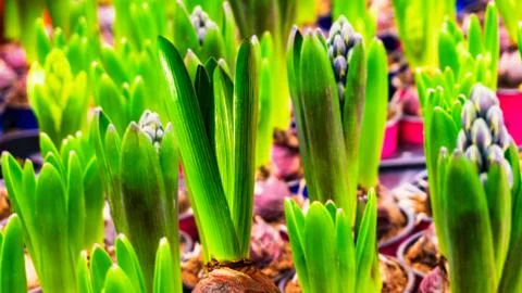 Growing hyacinth Stock Photos