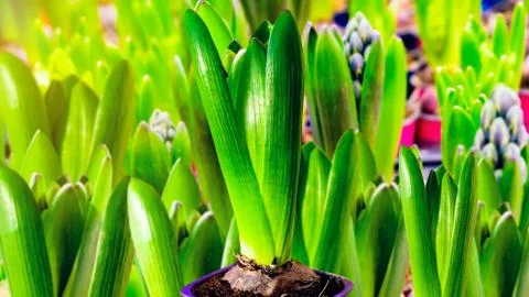 Growing hyacinth Stock Photos