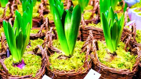 Growing hyacinth Stock Photos