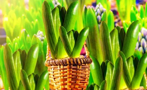 Growing hyacinth Stock Photos
