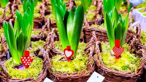 Growing hyacinth Stock Photos