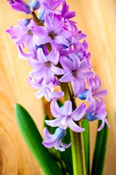 Growing hyacinth Stock Photos