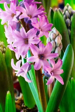 Growing hyacinth Foto stock