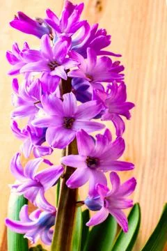 Growing hyacinth Stock Photos