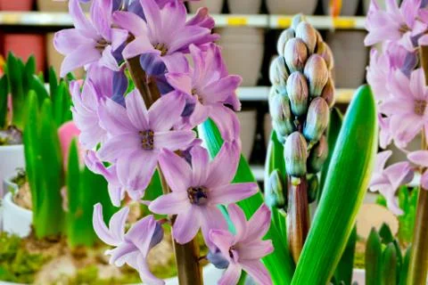Growing hyacinth Stock Photos