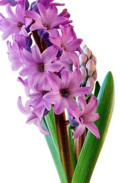 Growing hyacinth Stock Photos