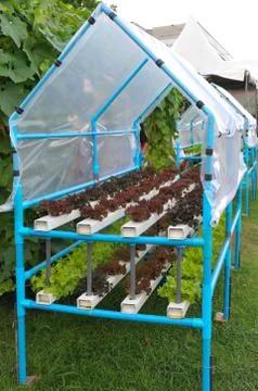 Growing hydroponic vegetables Stock Photos