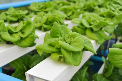 Growing hydroponic vegetables Stock Photos