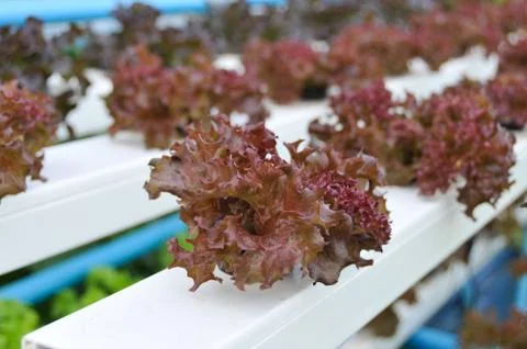 Growing hydroponic vegetables Stock Photos