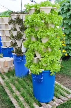 Growing hydroponic vegetables Stock Photos