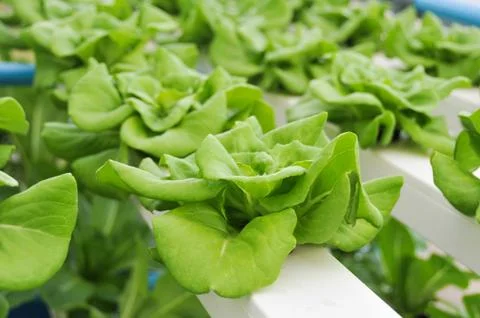 Growing hydroponic vegetables Stock Photos